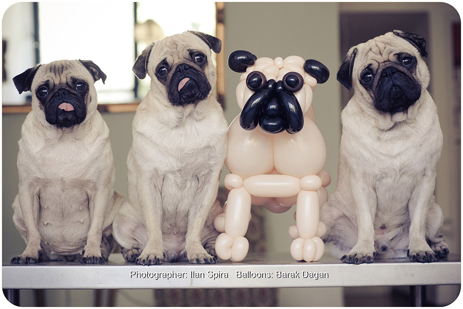 3 pug dogs and one balloon pug dog Photo: Ilan Sapira | Balloon Artist: Barak Dagan