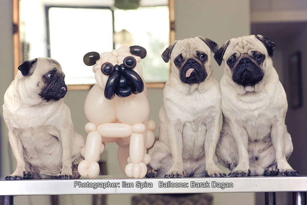 3 pug dogs and 1 balloon dog Photo: Ilan Sapira | Balloon Artist: Barak Dagan