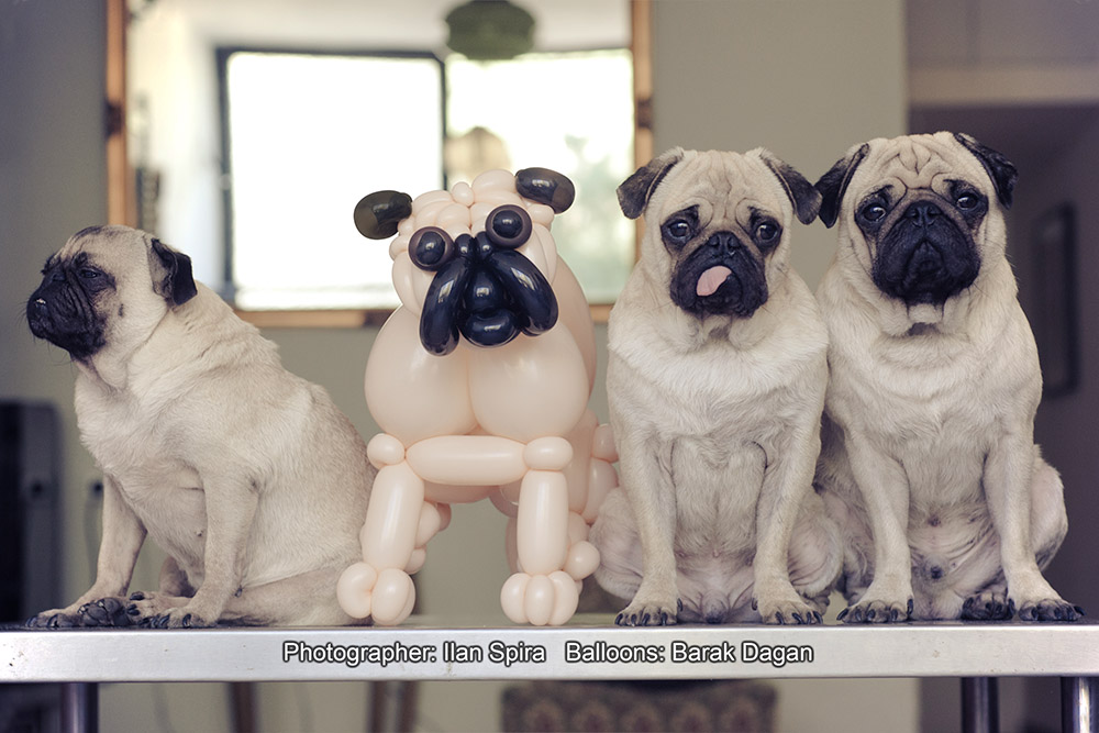 3 pug dogs and 1 balloon dog Photo: Ilan Sapira | Balloon Artist: Barak Dagan